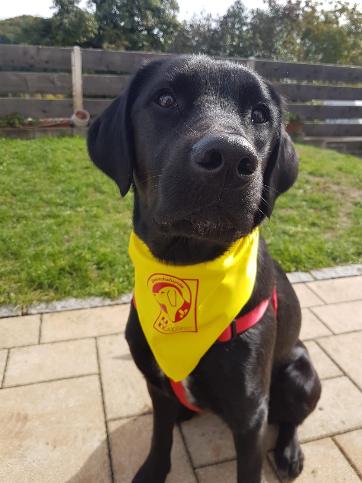 Bella Labrador.jpg